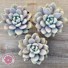 Load image into Gallery viewer, Graptoveria 'Opalina Silk' Variegata
