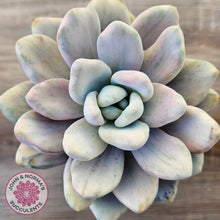 Load image into Gallery viewer, Graptoveria 'Opalina Silk' Variegata
