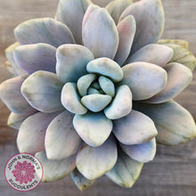 Load image into Gallery viewer, Graptoveria 'Opalina Silk' Variegata
