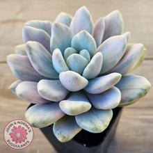 Load image into Gallery viewer, Graptoveria 'Opalina Silk' Variegata
