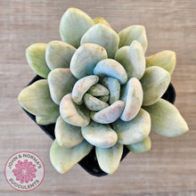 Load image into Gallery viewer, Graptoveria &#39;Opalina Silk&#39; Variegata
