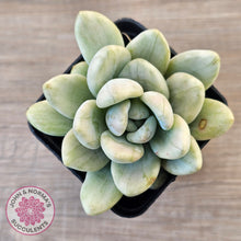 Load image into Gallery viewer, Graptoveria &#39;Opalina Silk&#39; Variegata
