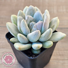 Load image into Gallery viewer, Graptoveria &#39;Opalina Silk&#39; Variegata
