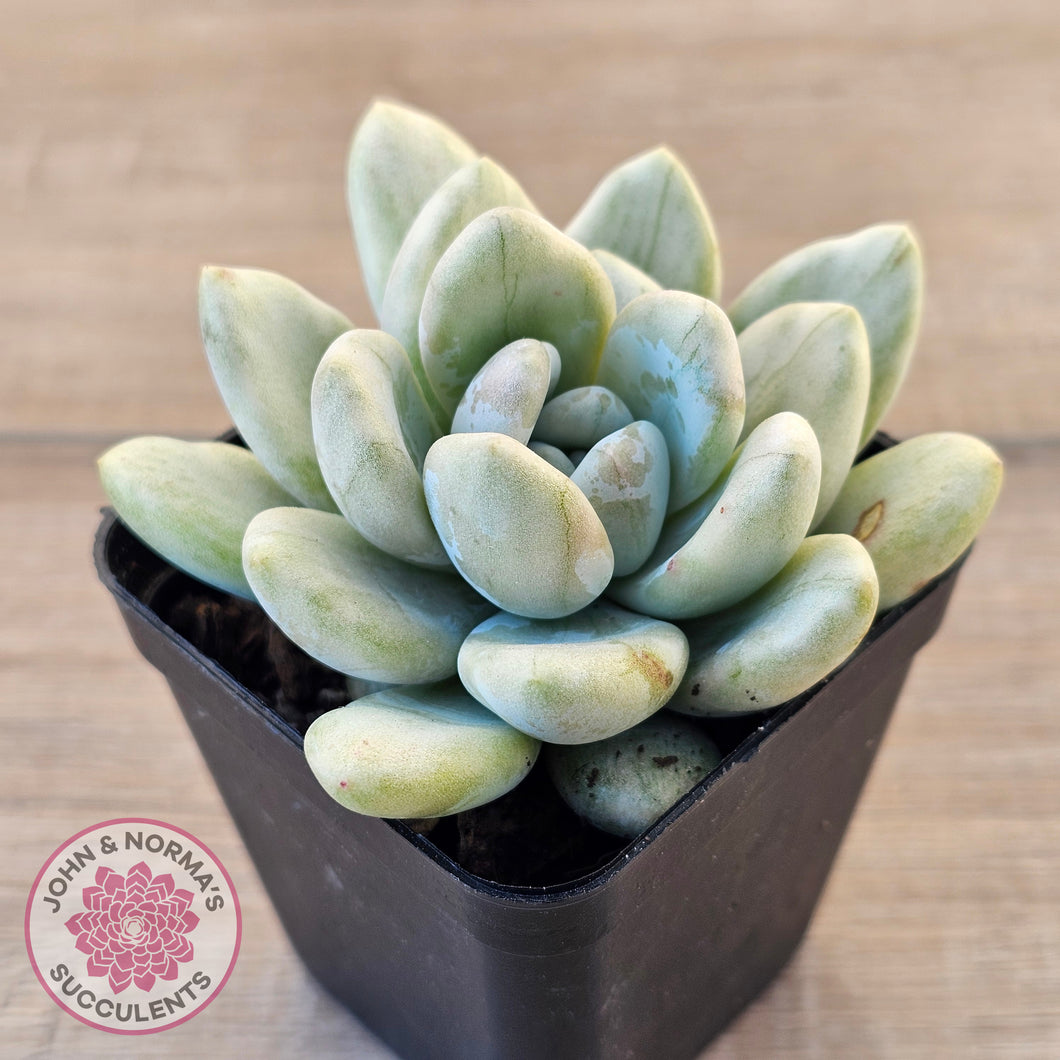 Graptoveria 'Opalina Silk' Variegata