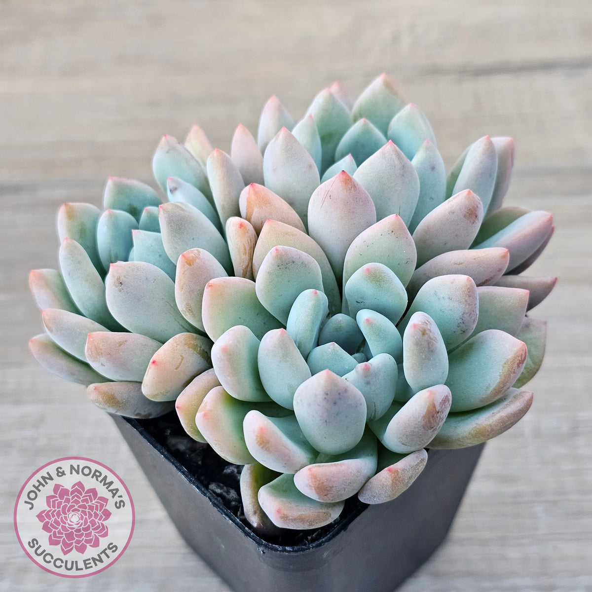 Graptoveria 'Orange Sherbert' - PKJ