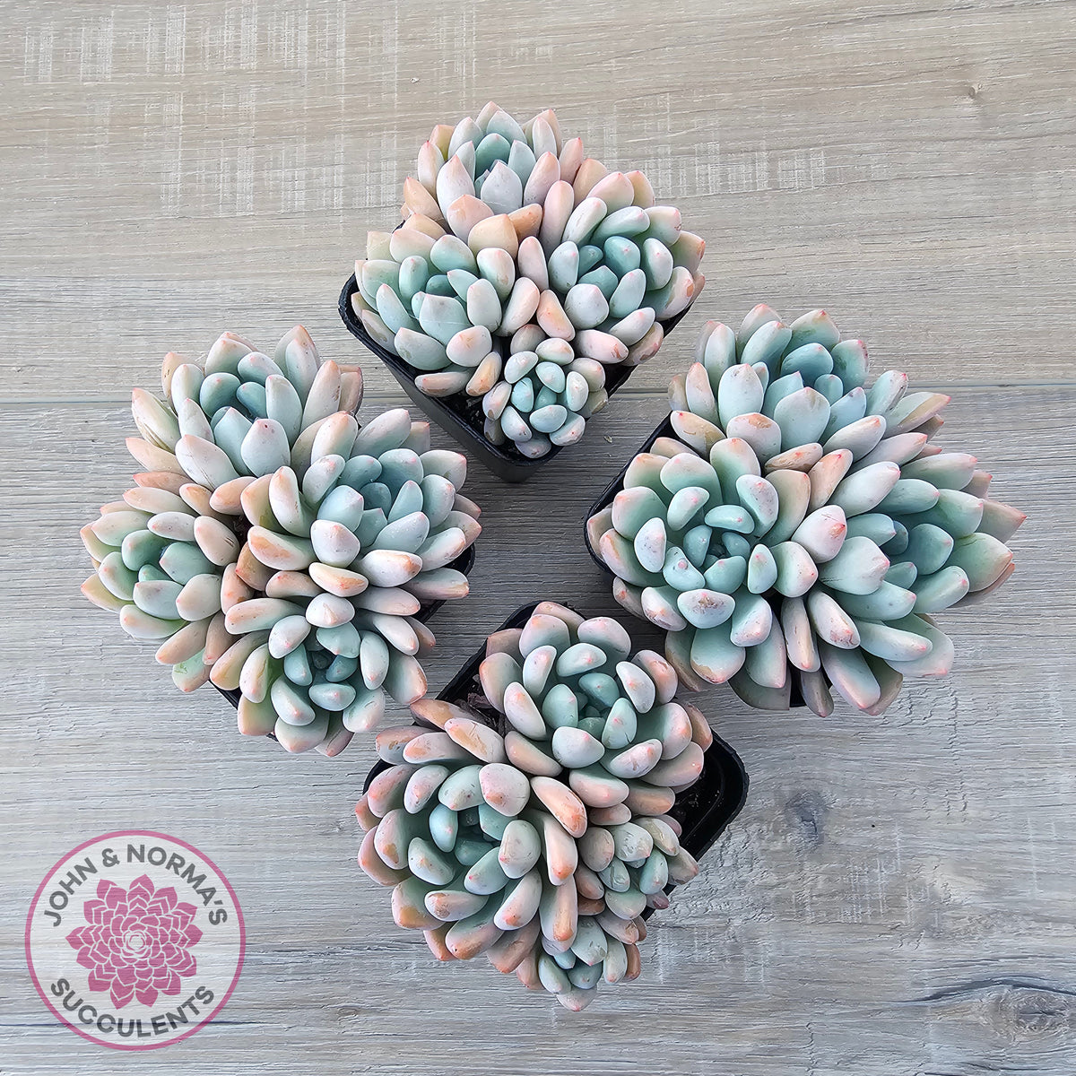 Graptoveria 'Orange Sherbert' - PKJ