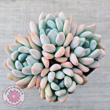 Load image into Gallery viewer, Graptoveria &#39;Orange Sherbert&#39; - PKJ
