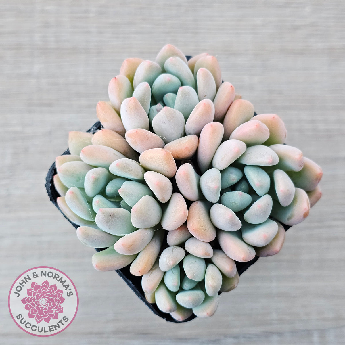 Graptoveria 'Orange Sherbert' - PKJ