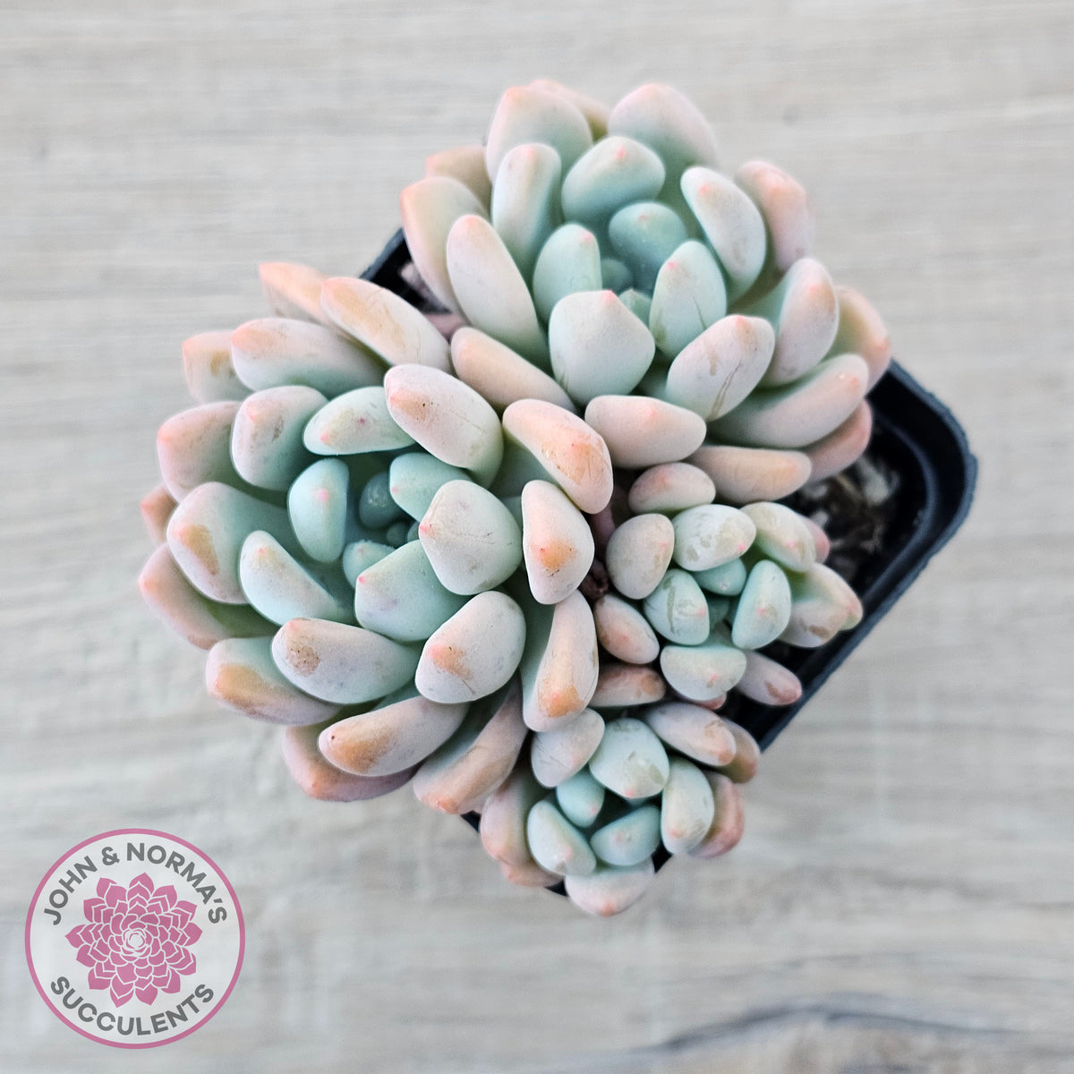 Graptoveria 'Orange Sherbert' - PKJ