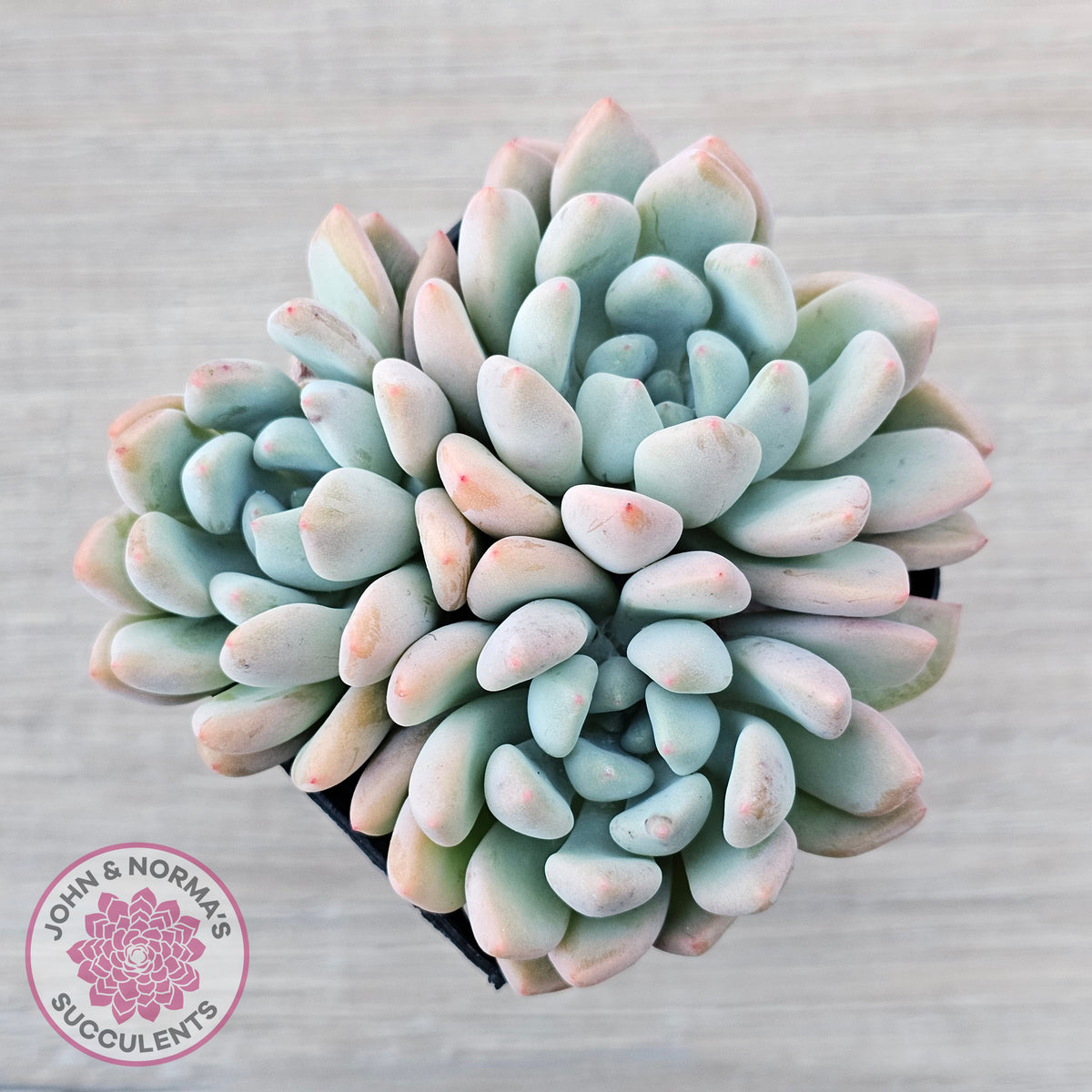 Graptoveria 'Orange Sherbert' - PKJ