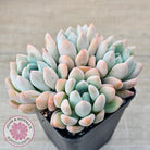 Graptoveria 'Orange Sherbert' - PKJ