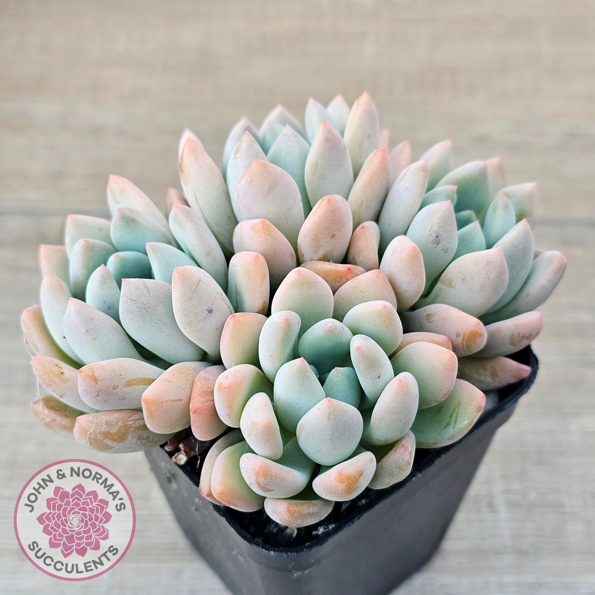 Graptoveria 'Orange Sherbert' - PKJ