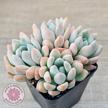 Load image into Gallery viewer, Graptoveria &#39;Orange Sherbert&#39; - PKJ
