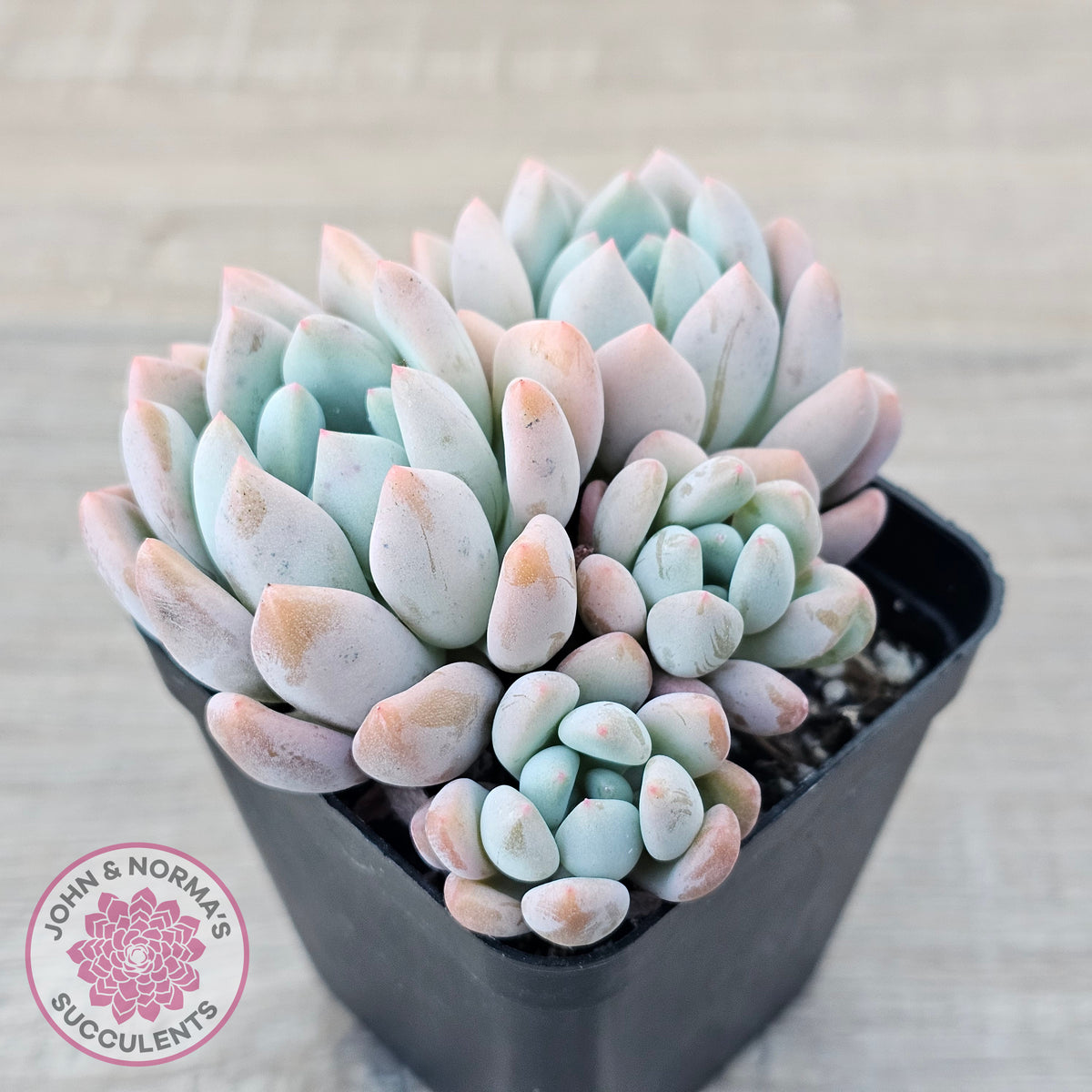 Graptoveria 'Orange Sherbert' - PKJ
