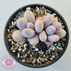 Pachyphytum 'Orange Snow Ball'