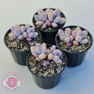 Pachyphytum 'Orange Snow Ball'