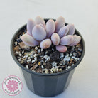 Pachyphytum 'Orange Snow Ball'