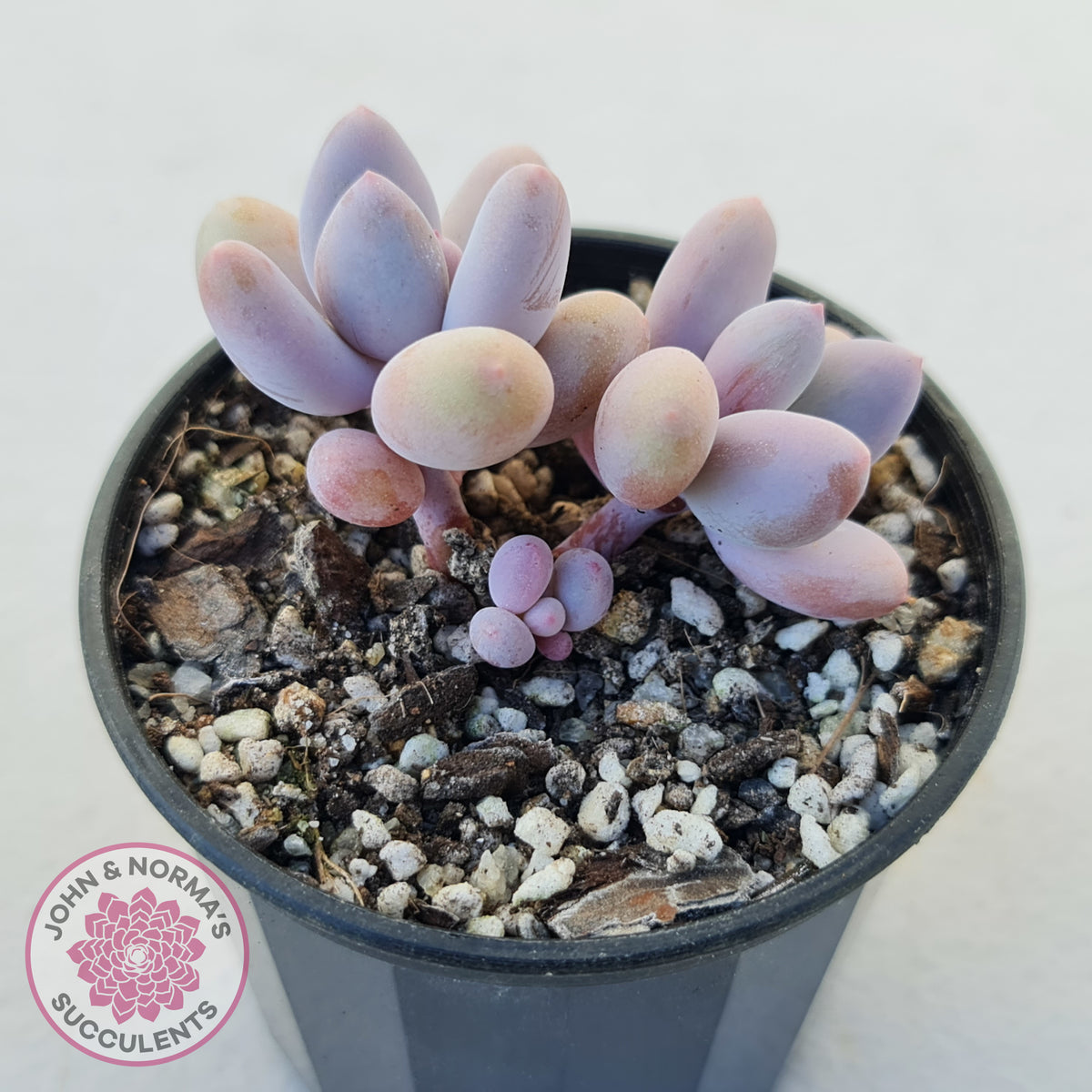 Pachyphytum 'Orange Snow Ball'