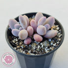 Pachyphytum 'Orange Snow Ball'