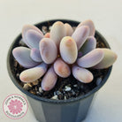Pachyphytum 'Orange Snow Ball'