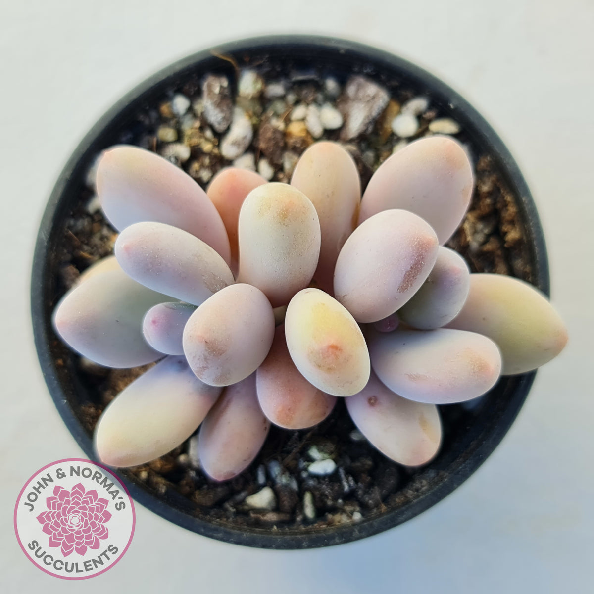 Pachyphytum 'Orange Snow Ball'