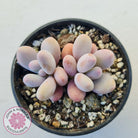 Pachyphytum 'Orange Snow Ball'