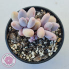 Pachyphytum 'Orange Snow Ball'