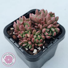 Load image into Gallery viewer, Graptoveria Pink Ruby
