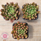 Graptoveria Pink Ruby