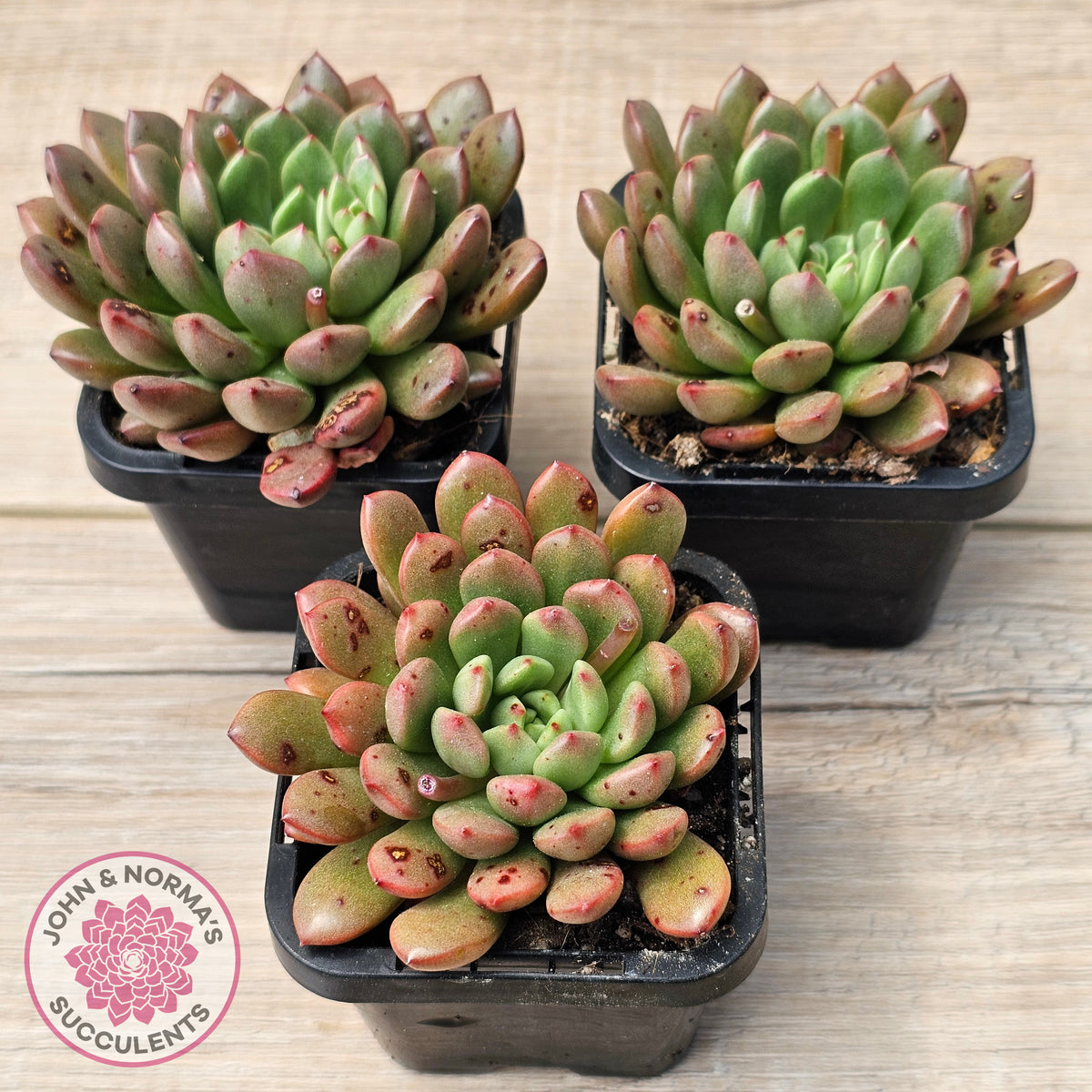 Graptoveria Pink Ruby