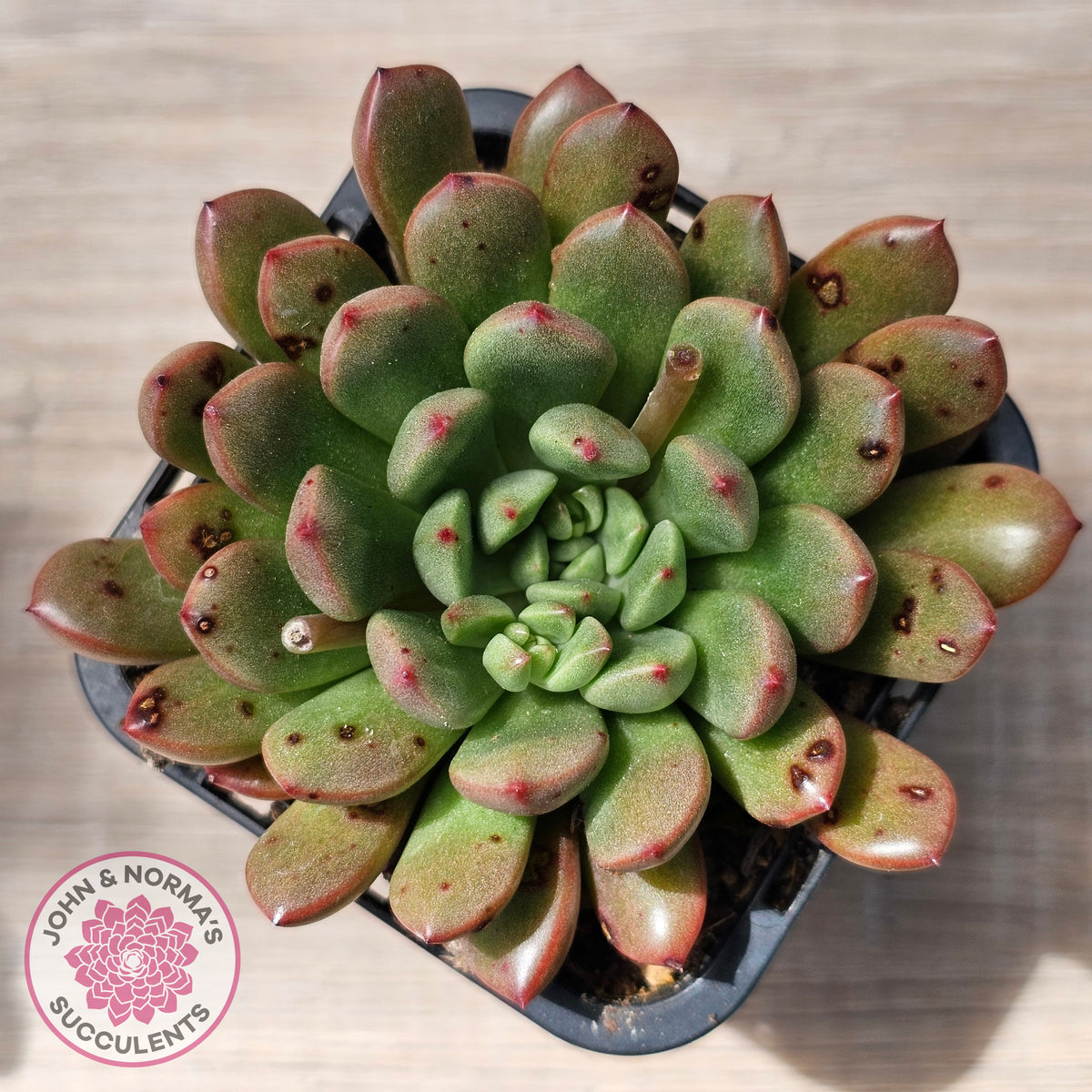 Graptoveria Pink Ruby