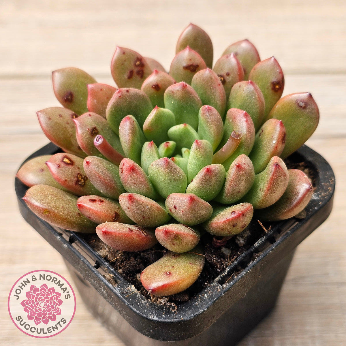 Graptoveria Pink Ruby