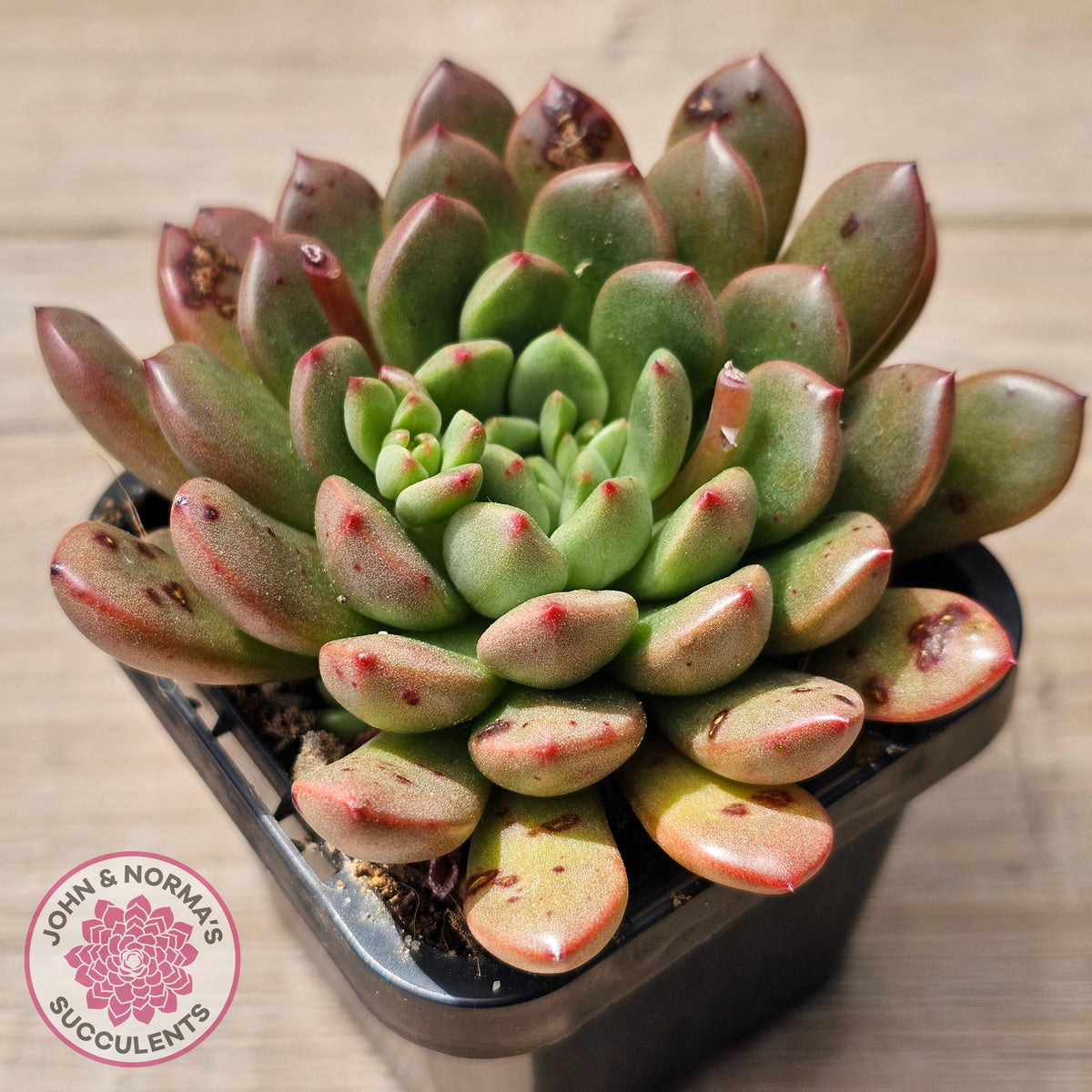 Graptoveria Pink Ruby