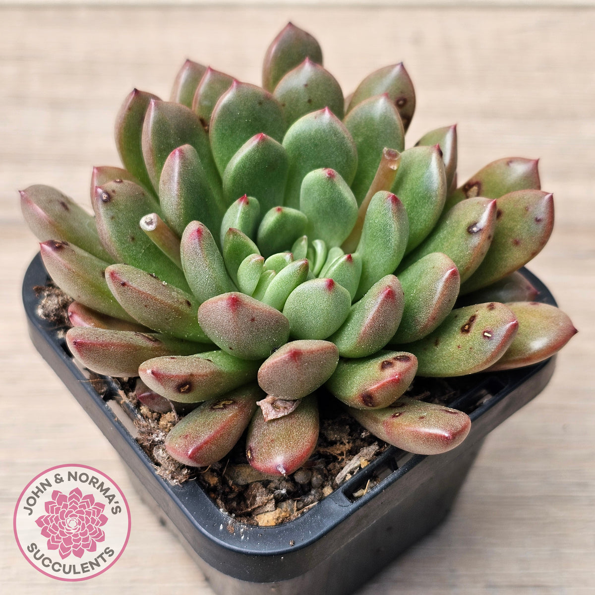 Graptoveria Pink Ruby
