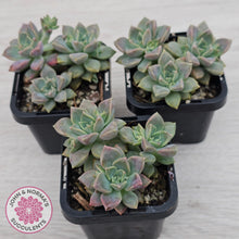 Load image into Gallery viewer, Graptoveria Rose Queen - Small form

