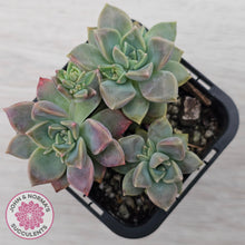 Load image into Gallery viewer, Graptoveria Rose Queen - Small form
