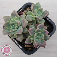 Load image into Gallery viewer, Graptoveria Rose Queen - Small form
