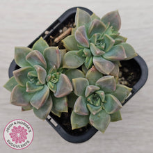 Load image into Gallery viewer, Graptoveria Rose Queen - Small form
