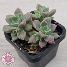 Load image into Gallery viewer, Graptoveria Rose Queen - Small form

