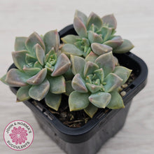 Load image into Gallery viewer, Graptoveria Rose Queen - Small form
