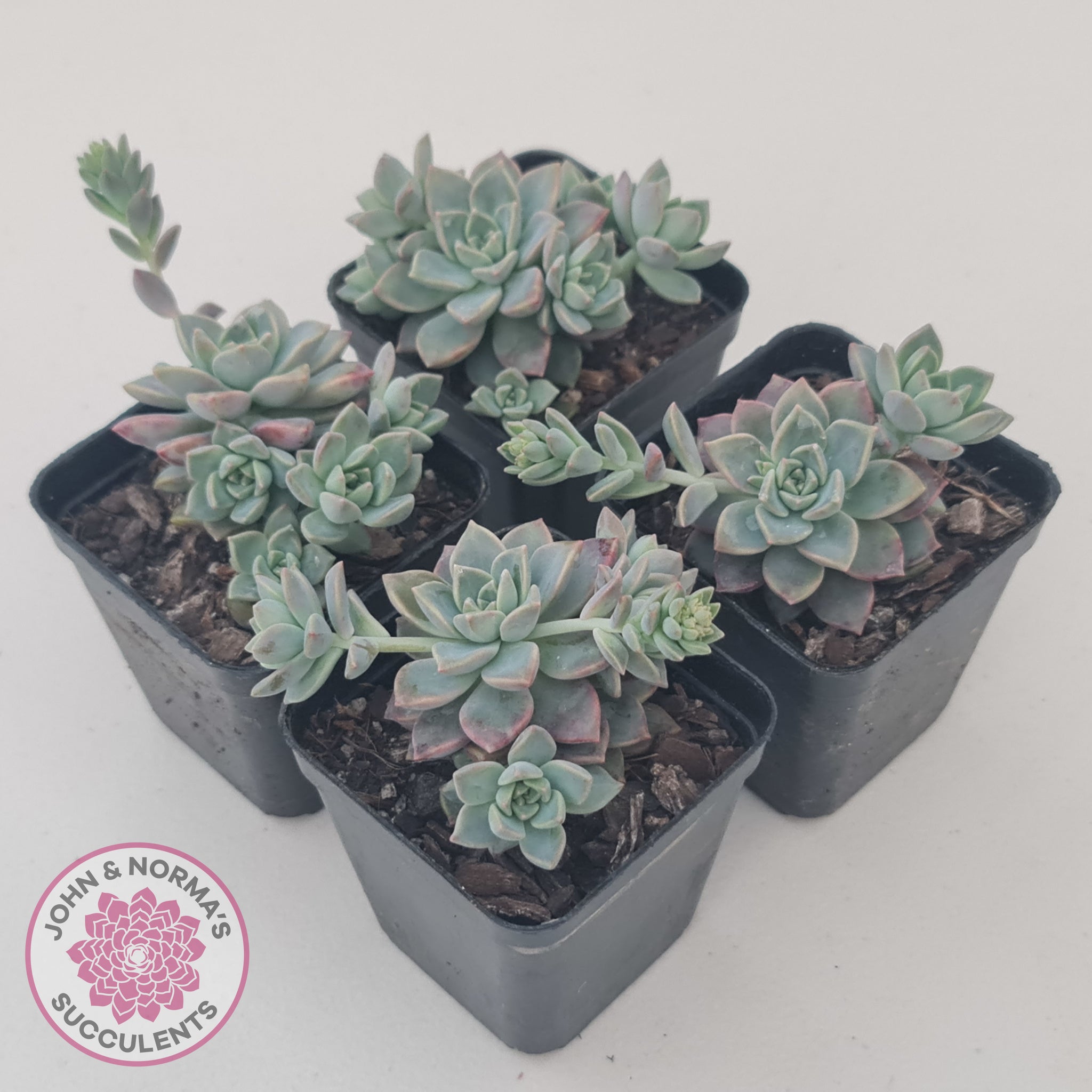 tiny rose succulent Buy Graptoveria Rose Queen - Small form Australia