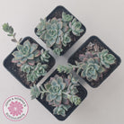 Graptoveria Rose Queen - Small form