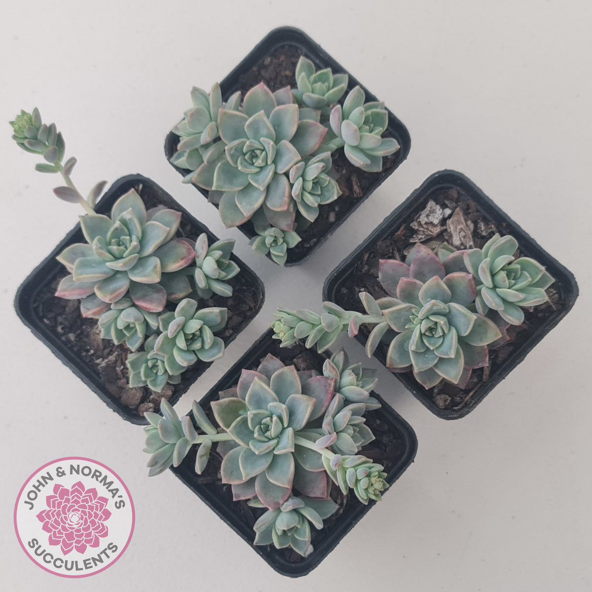 Graptoveria Rose Queen - Small form