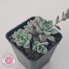 Graptoveria Rose Queen - Small form