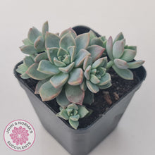 Load image into Gallery viewer, Graptoveria Rose Queen - Small form
