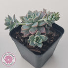 Graptoveria Rose Queen - Small form