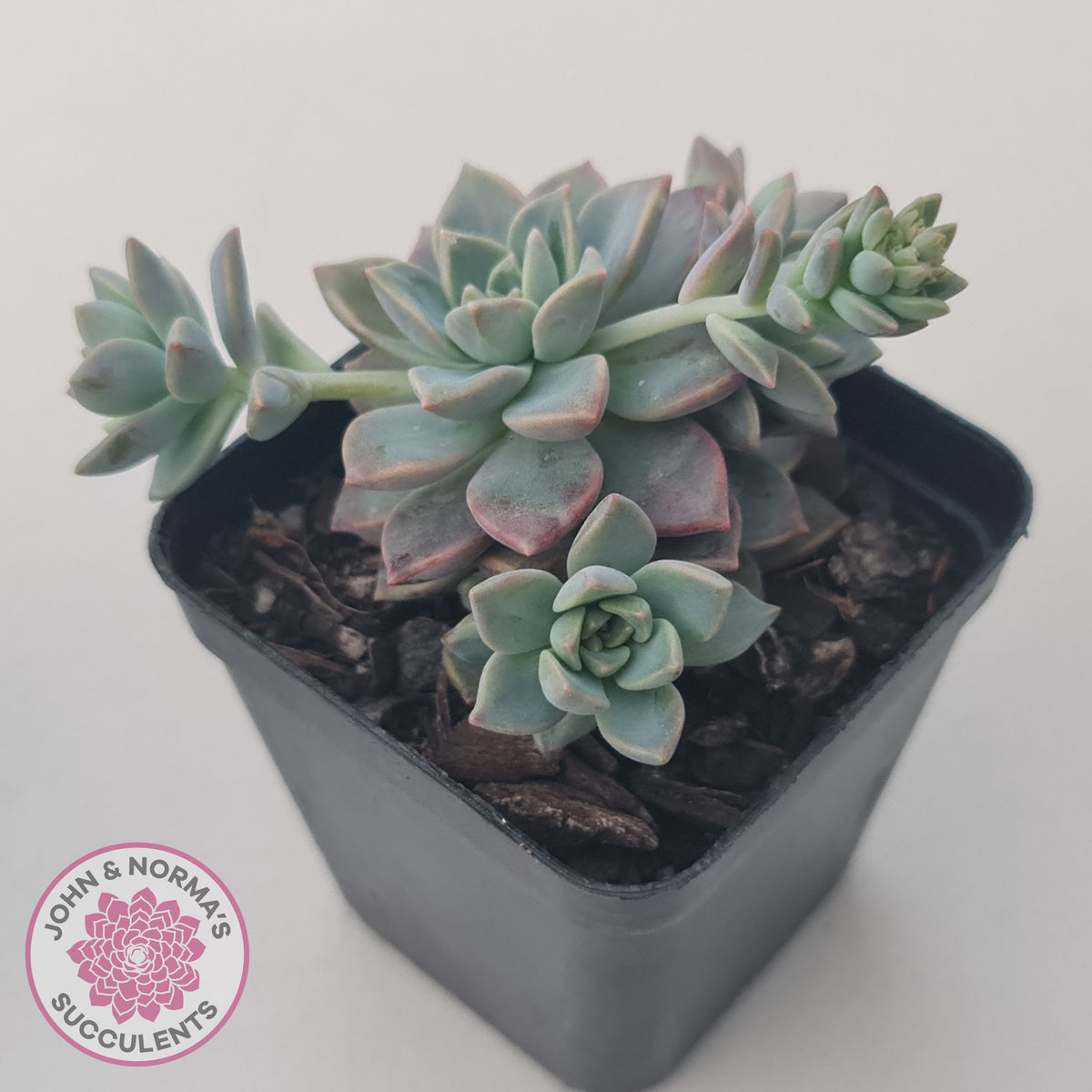 Graptoveria Rose Queen - Small form
