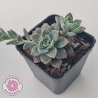 Graptoveria Rose Queen - Small form