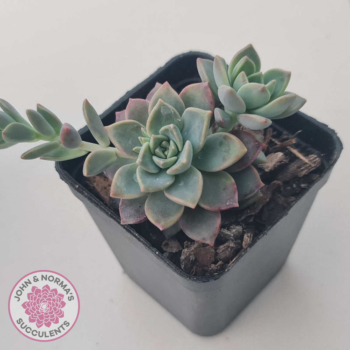 Graptoveria Rose Queen - Small form