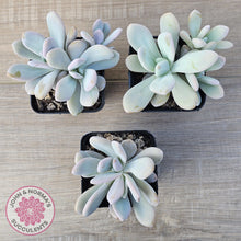 Load image into Gallery viewer, Graptoveria Snow Peach
